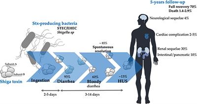 Therapeutic Antibodies Against Shiga Toxins: Trends and Perspectives